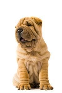 Shar-Pei