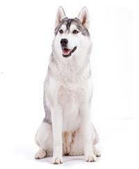 Silberian Husky