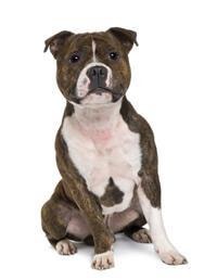 thumb_staffordshire-bull-terrier-0