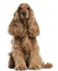 thumb_sussex-spaniel-0