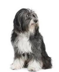 thumb_tibet-terrier-0