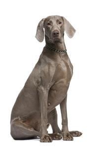 thumb_weimaraner-0