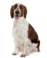thumb_welsh-springer-spaniel-0