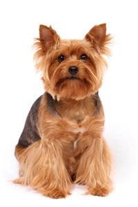 thumb_yorkshire-terrier