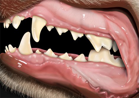 dog-teeth-img