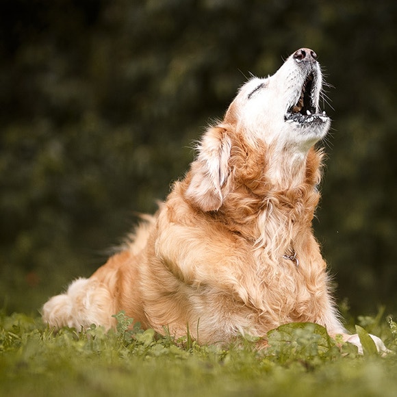 pedigree-clickertraining