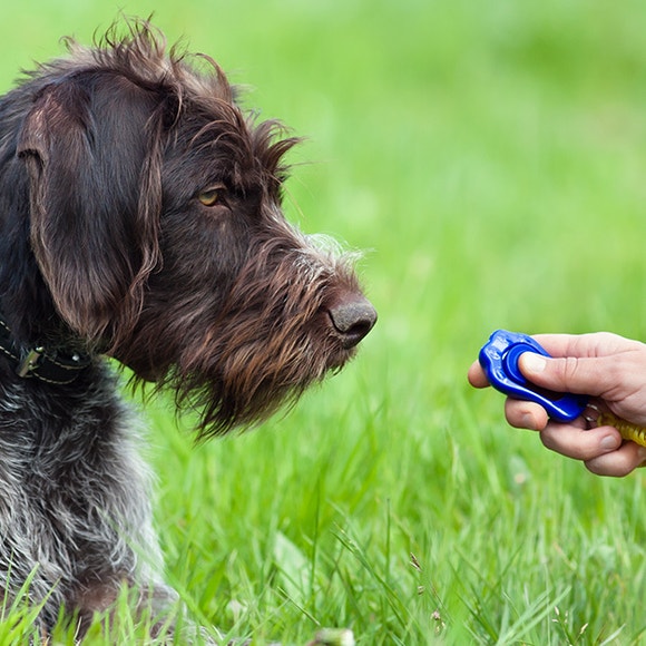 pedigree-clickertrainin