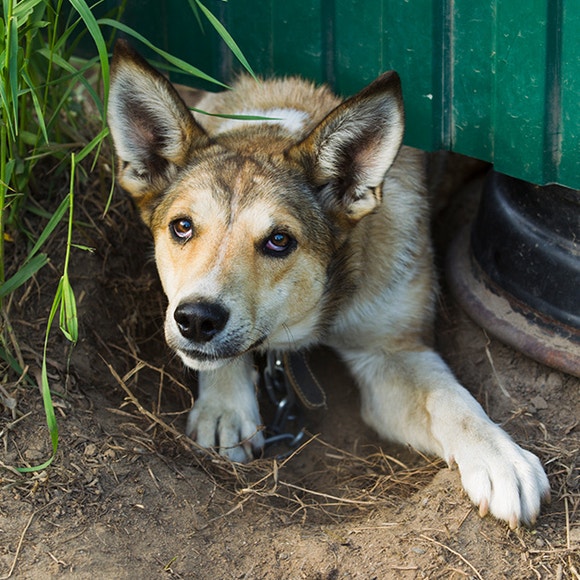 pedigree-clickertraining