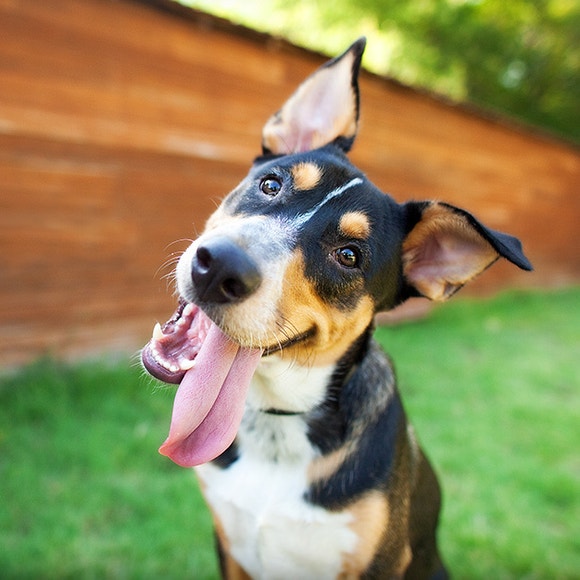 pedigree-clickertraining