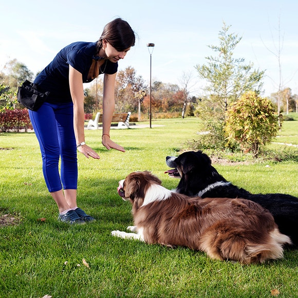 pedigree-clickertraining-