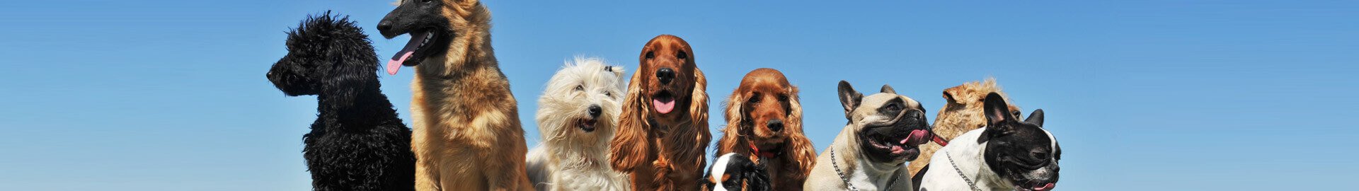 gettingadog-breedselector