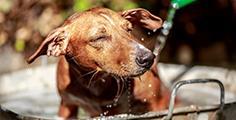 large_10-hitzetipps-fur-hunde-636317267563639002