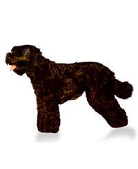 Schwarzer Terrier