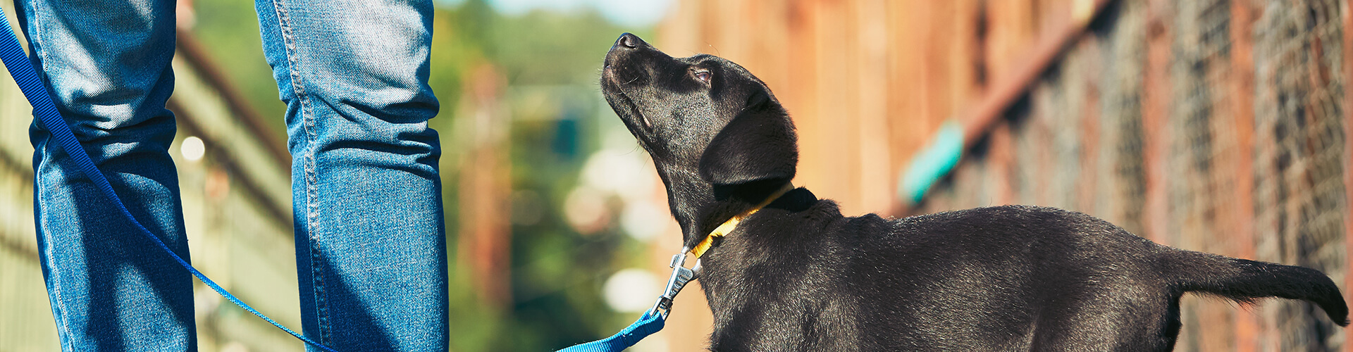 Welpenerziehung: Grundlagen & Tipps für den gemeinsamen Start
