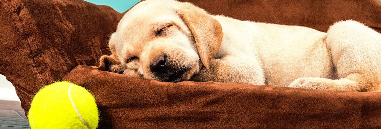 mmc_pedigreeat_sectionimage_wide-1