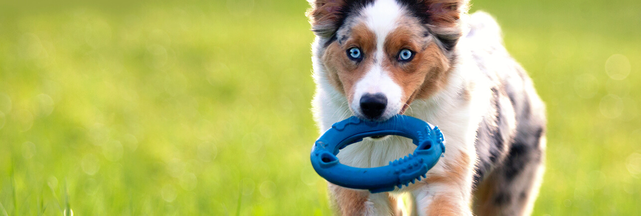 mmc_pedigreeat_sectionimage_wide-2_