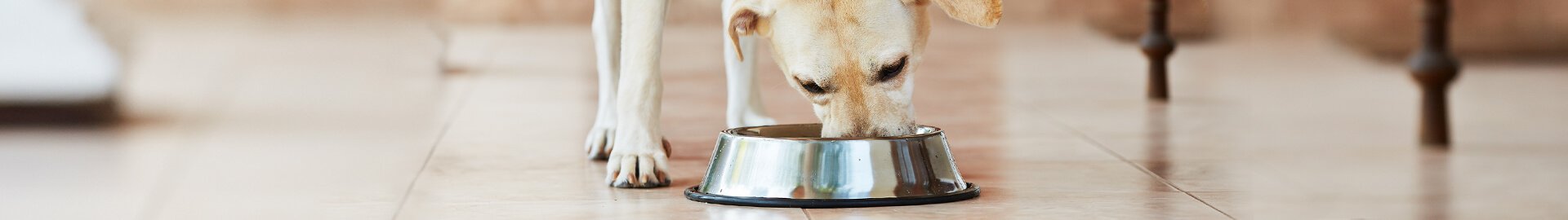 Die Pedigree® Fütterungsrichtlinien