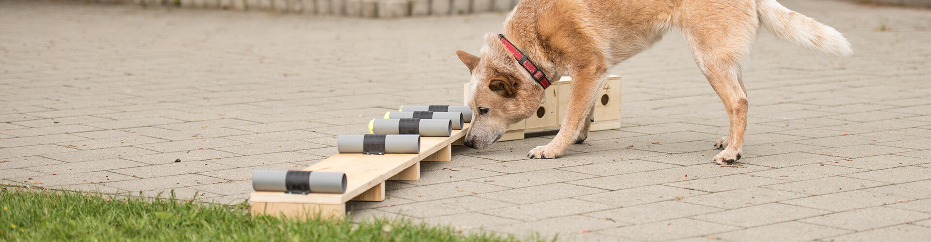 Intelligenzspielzeug: Gehirnjogging für Hunde
