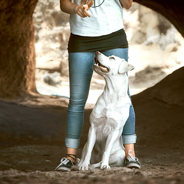 pedigree-intelligenztraining-hund-bekommt-befehl
