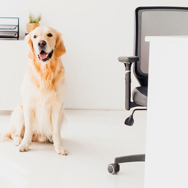 pedigree-intelligenztraining-hund-buerosessel