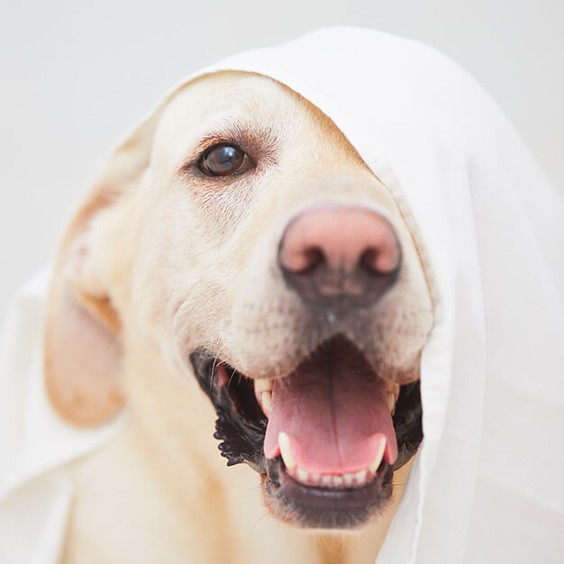 pedigree-intelligenztraining-hund-mit-decke