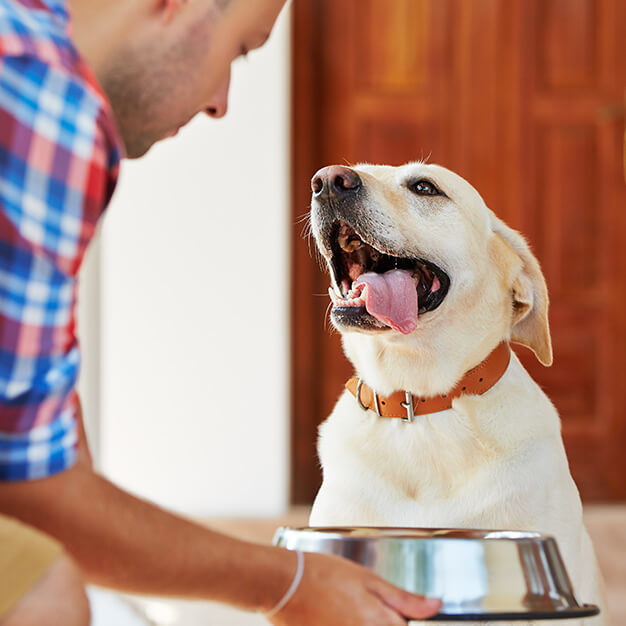 Hund spielt mit etwas und Besitzer ist sichtbar