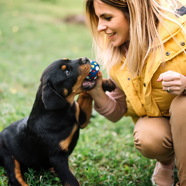 Hund spielt mit etwas und Besitzer ist sichtbar