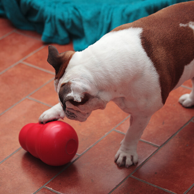 Hund spielt mit Hundespielzeug