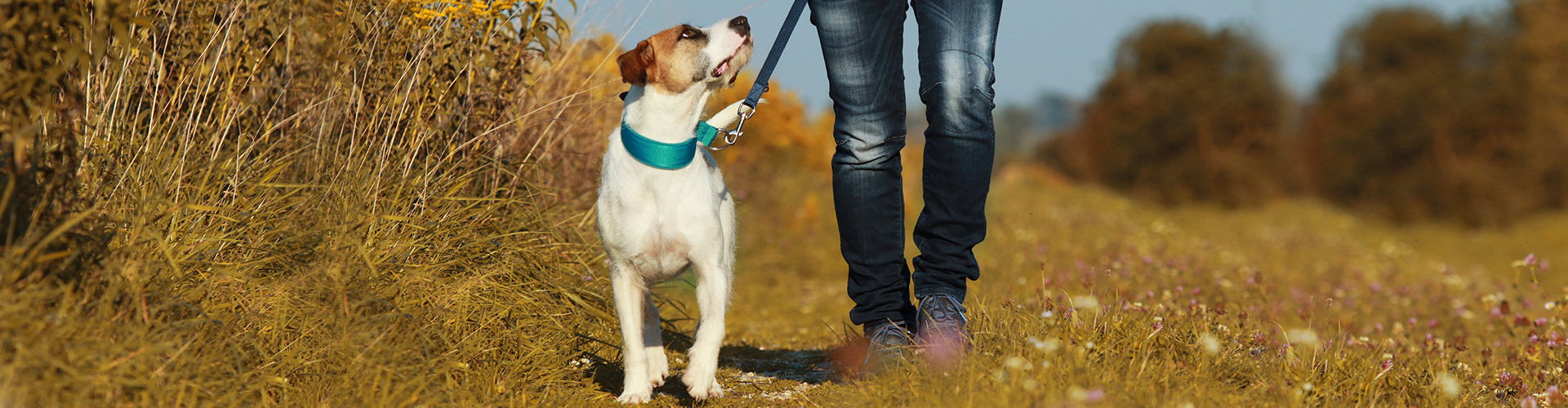 Pedigree® Feeling Happy