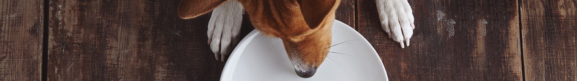 pedigree-header-alles-rund-ums-fuettern