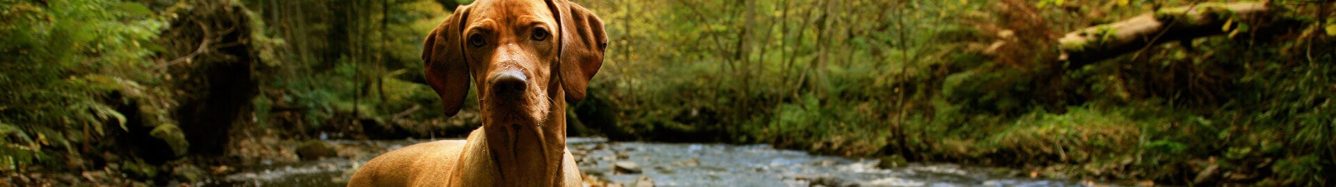 Pedigree® Feeling Happy