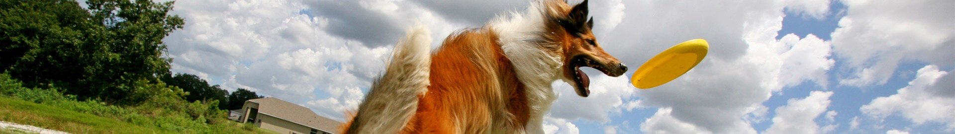 pedigree-header-training-erziehung