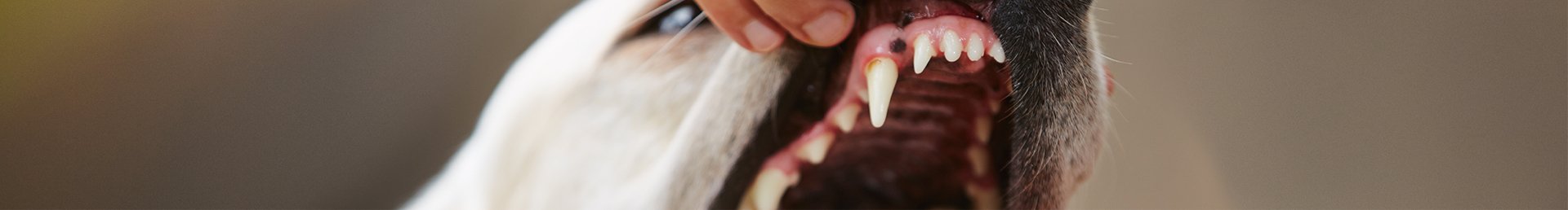 pedigree-teaser-mydogdentalcare