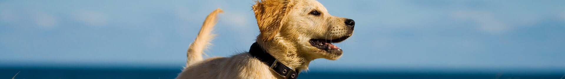 Pedigree® Feeling Happy